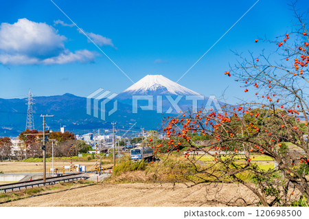 [Shizuoka Prefecture] Izu Hakone Railway train running through a rural area with remaining persimmons, with Mount Fuji in the background 120698500