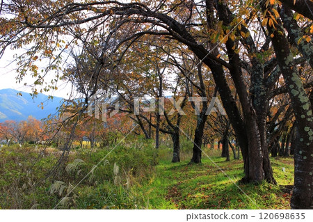 Autumn around Lake Kawaguchi 120698635