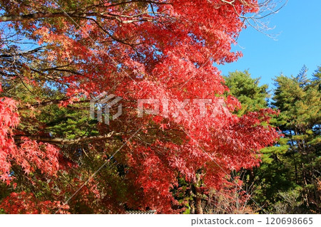 Autumn around Lake Kawaguchi 120698665