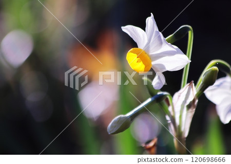 春天的水仙花花 120698666