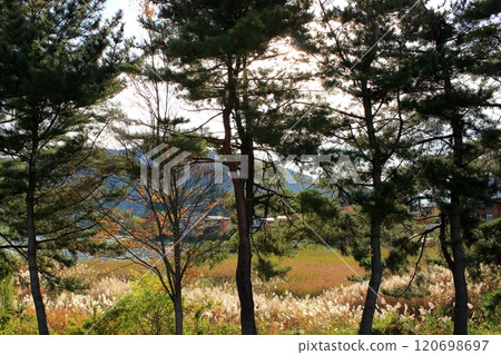 Autumn around Lake Kawaguchi 120698697