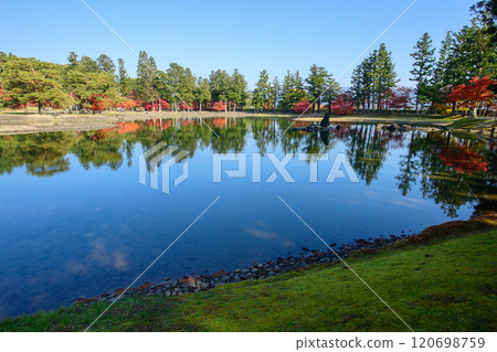 Beautiful autumn foliage at the Pure Land garden of Motsuji Temple, Oizumigaike Pond, Iwate Prefecture 120698759