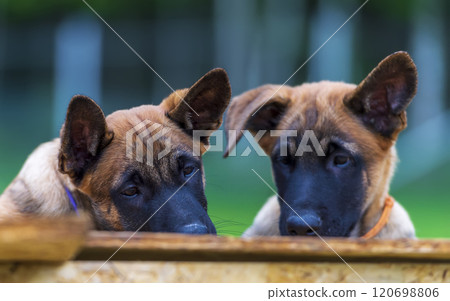 Two puppies of belgian shepherd malinois are looking on the wooden table Two puppies of belgian shepherd malinois are looking on the wooden table 120698806