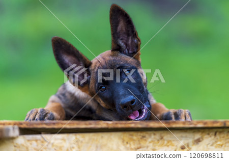 Belgian shepherd malinois puppy on the wooden table. Selective focus. Belgian shepherd malinois puppy on the wooden table. Selective focus. 120698811