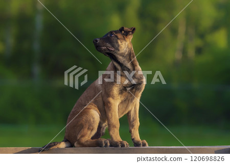 Cute puppy of belgian shepherd malinois sitting on a wooden bench; Cute puppy of belgian shepherd malinois sitting on a wooden bench; 120698826