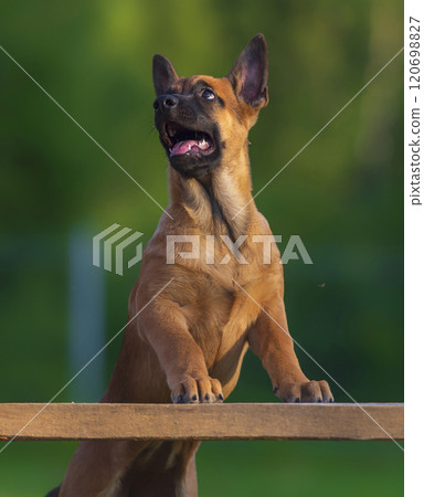 Portrait of a belgian shepherd malinois puppy staying on a wooden board 120698827