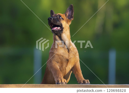 Portrait of a belgian shepherd puppy staying on a wooden board Portrait of a belgian shepherd puppy staying on a wooden board 120698828