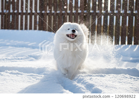Samoyed white dog is running on snow outside Samoyed white dog is running on snow outside 120698922