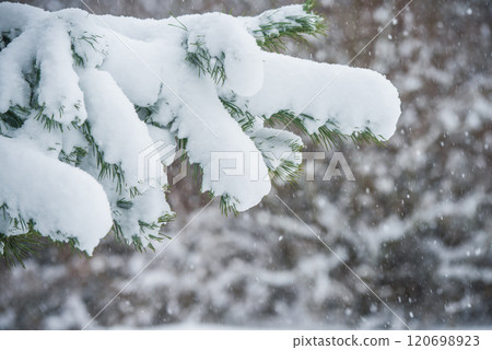 Branches of a fir tree in the snow in the winter forest Branches of a fir tree in the snow in the winter forest 120698923