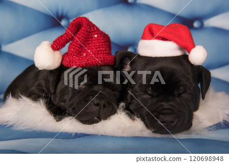 Black funny Staffordshire Bull Terrier dogs or AmStaff puppies in a red Santa hat 120698948