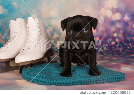 Black Staffordshire Bull Terrier dog or AmStaff puppy and white skates for figure skating Black Staffordshire Bull Terrier dog or AmStaff puppy and white skates for figure skating 120698952