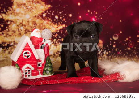 Black Staffordshire Bull Terrier dog or AmStaff puppy on red background Black Staffordshire Bull Terrier dog or AmStaff puppy on red background 120698953