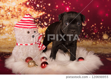 Black Staffordshire Bull Terrier dog or AmStaff puppy on red background 120698955