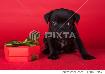 American Staffordshire Bull Terrier dog puppy with gift bow on red background 120698957