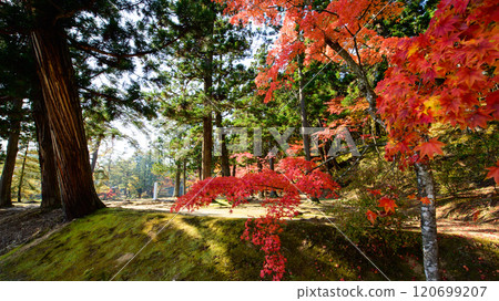 Autumn at Motsuji Temple: Red maple trees at the ruins of Kajoji Temple, Iwate Prefecture Autumn at Motsuji Temple: Red maple trees at the ruins of Kajoji Temple, Iwate Prefecture 120699207