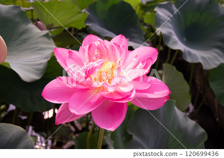Pink lotus flower Pink lotus flower 120699436