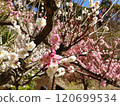 Flower plum 120699534