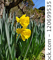 Trumpet daffodil 120699535