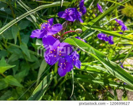 Tradescantia blooming in the morning light 120699627