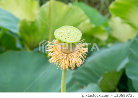 Lotus flower with petals fallen, young lotus seed 120699723