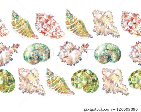Shell border underwater world in watercolor. Murex Endivia, Voluta Virescens, Conch Snail, Turbo shell, Moon, Rosy Wolf snail sea shells with different form. Sea snails can be used as a sticker, a Shell border underwater world in watercolor. Murex Endivia, Voluta Virescens, Conch Snail, Turbo shell, Moon, Rosy Wolf snail sea shells with different form. Sea snails can be used as a sticker, a 120699880