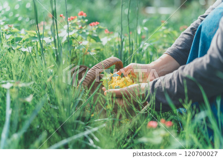 Flower picking activity 120700027