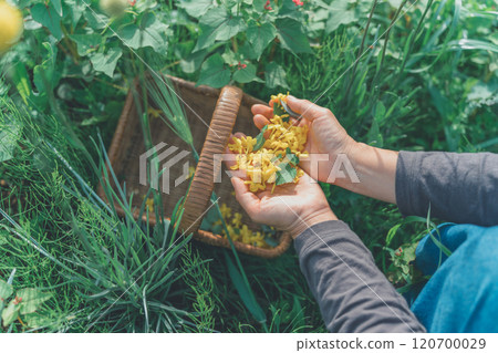 Flower picking activity 120700029