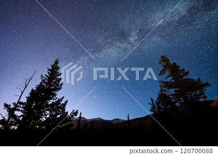 Milky Way galaxy, pine trees silhouette under a clear starry night sky. Real photos. 120700088