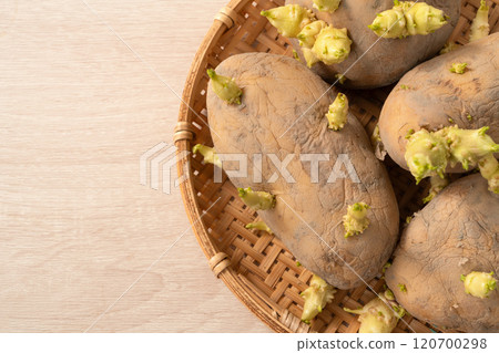 sprout potato bud sprout potato Sprouted potatoes ジャガイモ sprout sprout potato bud sprout potato Sprouted potatoes ジャガイモ sprout 120700298