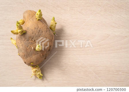 發芽 馬鈴薯 芽 萌芽 土豆 Sprouted potatoes ジャガイモ 芽生え 發芽 馬鈴薯 芽 萌芽 土豆 Sprouted potatoes ジャガイモ 芽生え 120700300