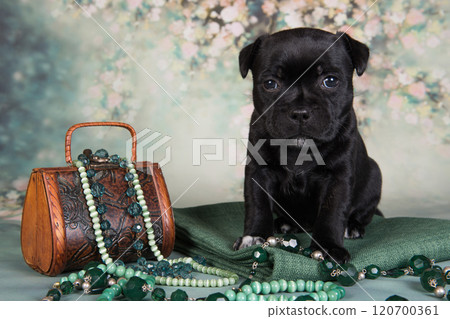 American Staffordshire Bull Terrier dog puppy with chest of jewels beads on green background American Staffordshire Bull Terrier dog puppy with chest of jewels beads on green background 120700361
