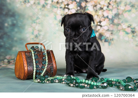American Staffordshire Bull Terrier dog puppy with chest of jewels beads on green background 120700364