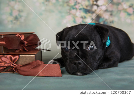 American Staffordshire Bull Terrier dog puppy with gift bow box on green background American Staffordshire Bull Terrier dog puppy with gift bow box on green background 120700367