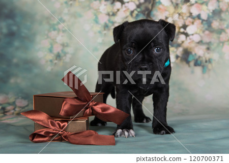 American Staffordshire Bull Terrier dog puppy with gift bow box on green background American Staffordshire Bull Terrier dog puppy with gift bow box on green background 120700371