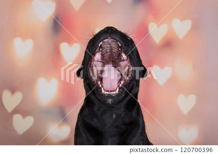 A funny puppy opened his mouth wide. The dog yawns, the puppy sings a song. 120700396