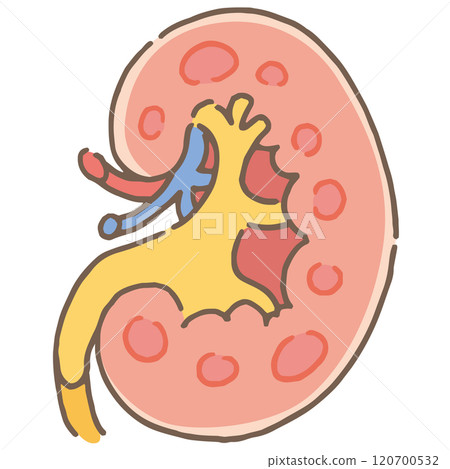 Kidney illustration (no name) 120700532