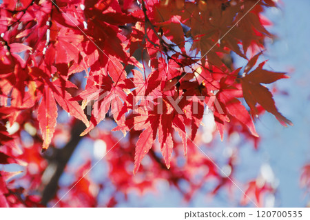 紅紅的楓葉在藍天的襯托下格外顯眼,使秋天的風景在寒冷的空氣中顯得格外突出。 紅紅的楓葉在藍天的襯托下格外顯眼,使秋天的風景在寒冷的空氣中顯得格外突出。 120700535