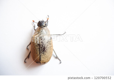 Lepidiota stigma, a polyphagous insect pest. Eats plant roots. This insect takes about one year to complete its life cycle. 120700552