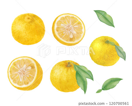 Watercolor hand-drawn yuzu vector illustration set 120700561