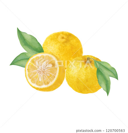 柚子水彩手繪向量圖 柚子水彩手繪向量圖 120700563