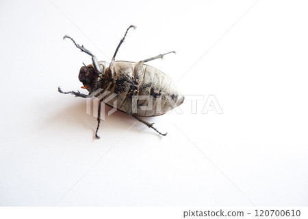 Lepidiota stigma, a polyphagous insect pest. Eats plant roots. This insect takes about one year to complete its life cycle. 120700610