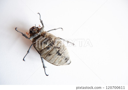 Lepidiota stigma, a polyphagous insect pest. Eats plant roots. This insect takes about one year to complete its life cycle. 120700611