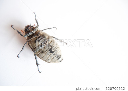 Lepidiota stigma, a polyphagous insect pest. Eats plant roots. This insect takes about one year to complete its life cycle. 120700612