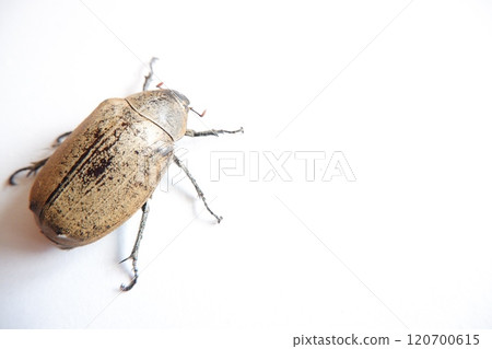 Lepidiota stigma, a polyphagous insect pest. Eats plant roots. This insect takes about one year to complete its life cycle. 120700615