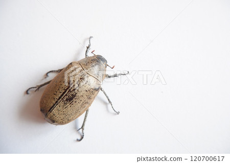 Lepidiota stigma, a polyphagous insect pest. Eats plant roots. This insect takes about one year to complete its life cycle. 120700617