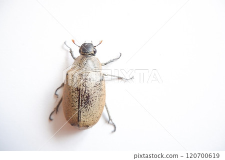 Lepidiota stigma, a polyphagous insect pest. Eats plant roots. This insect takes about one year to complete its life cycle. 120700619