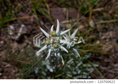 Alpine flower Edelweiss, Leontopodium. Dicotyledonous herbaceous plant Alpine flower Edelweiss, Leontopodium. Dicotyledonous herbaceous plant 120700622