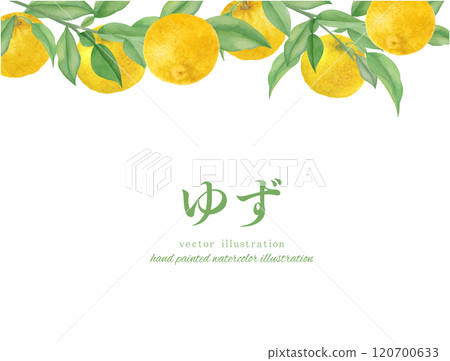 水彩手繪柚子插畫背景素材 水彩手繪柚子插畫背景素材 120700633