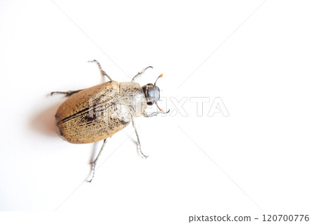 Lepidiota stigma is a polyphagous insect pest that attacks the roots of various types of plants. Lepidiota stigma is a polyphagous insect pest that attacks the roots of various types of plants. 120700776