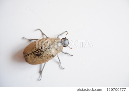 Lepidiota stigma is a polyphagous insect pest that attacks the roots of various types of plants. Lepidiota stigma is a polyphagous insect pest that attacks the roots of various types of plants. 120700777